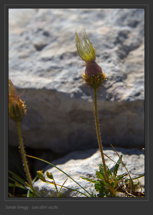 Dryas octopetala / Driade (infruttescenza)