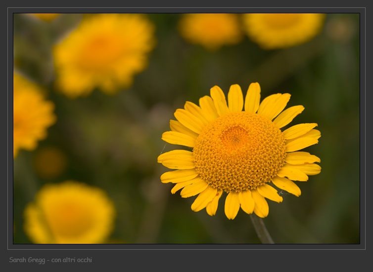 Cota tinctoria (=Anthemis tinctoria) / Camomilla per tintori