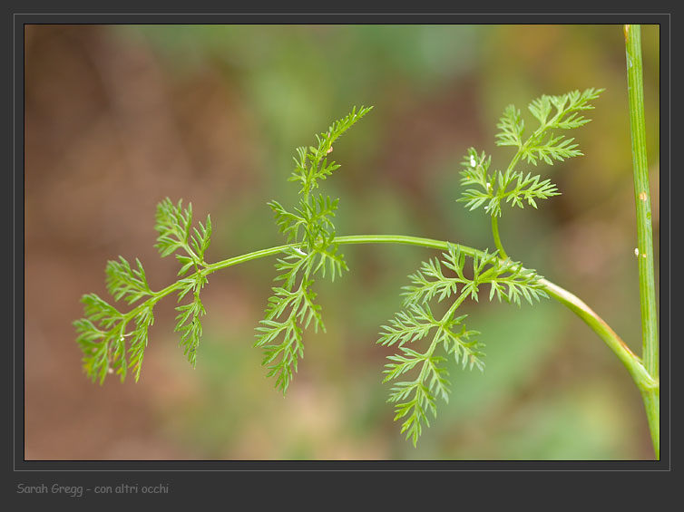 Cota tinctoria (=Anthemis tinctoria) / Camomilla per tintori