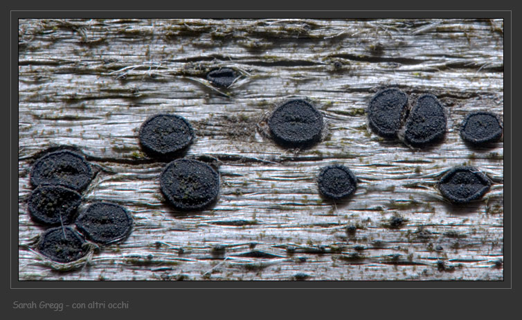 Lichene su legno (forse ascomycete Hysterographium sp.)