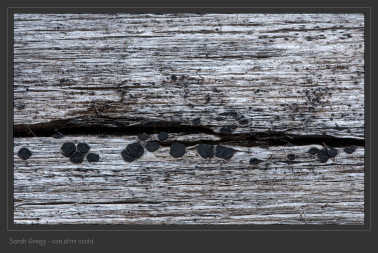 Lichene su legno (forse ascomycete Hysterographium sp.)