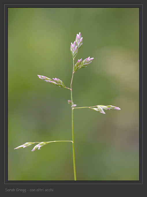 Poa annua / Fienarola annuale