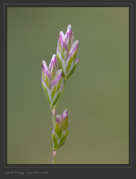 Poa annua / Fienarola annuale