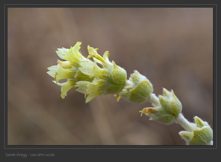 Stachys italica (=Sideritis italica) / Stregonia siciliana