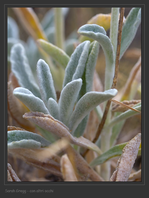 Stachys italica (=Sideritis italica) / Stregonia siciliana