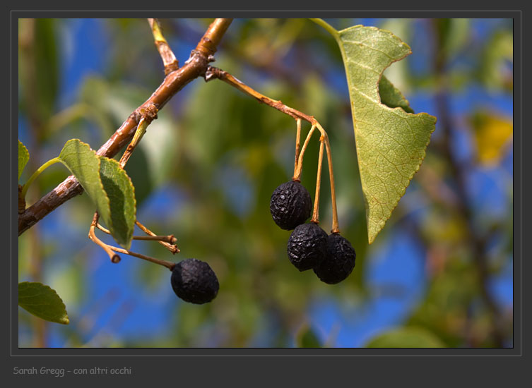 Prunus mahaleb / Ciliegio canino