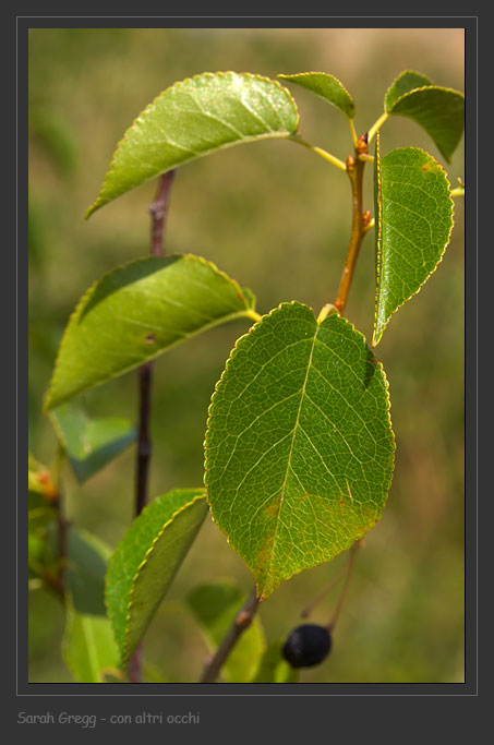 Prunus mahaleb / Ciliegio canino