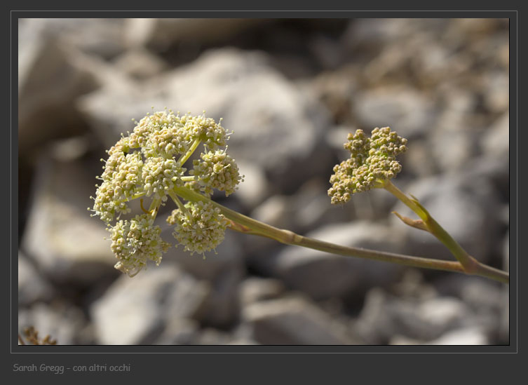 Piccolo umbellifera dell''altopiano - Seseli sp.