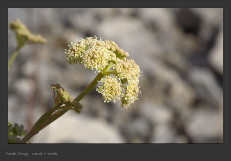 Piccolo umbellifera dell''altopiano - Seseli sp.