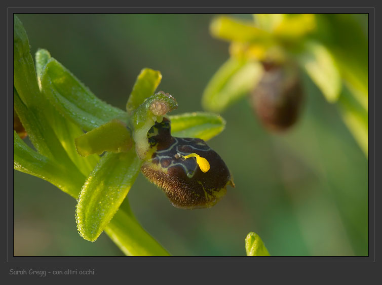 Ophrys sphegodes