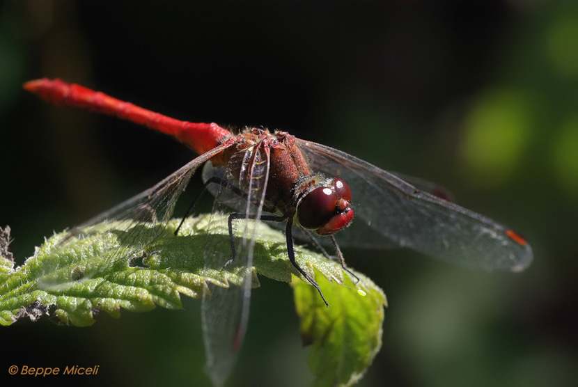 Libellula