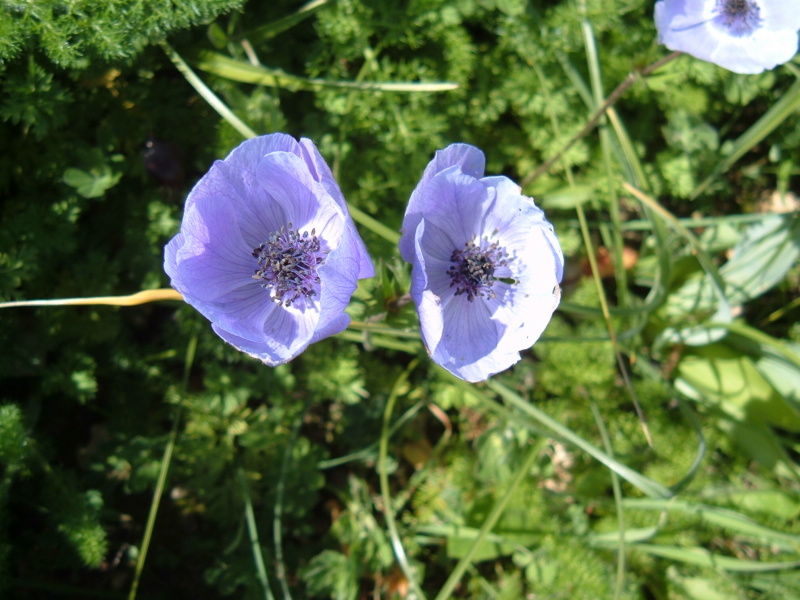 Anemone coronaria / Anemone dei fiorai