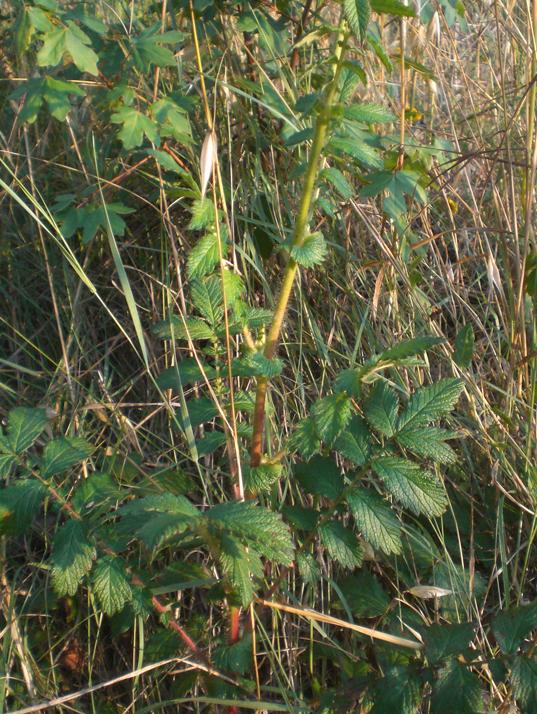 Agrimonia eupatoria / Agrimonia comune