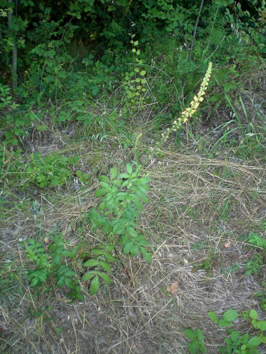 Agrimonia eupatoria / Agrimonia comune