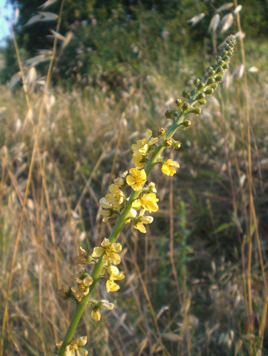 Agrimonia eupatoria / Agrimonia comune