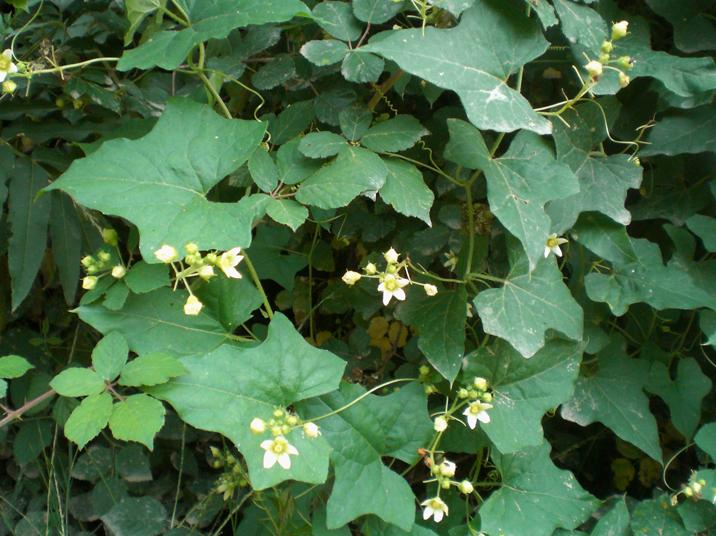 Bryonia dioica / Brionia comune