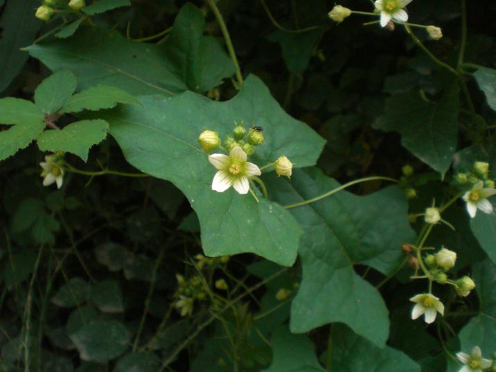 Bryonia dioica / Brionia comune