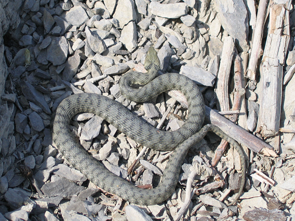 Natrix tessellata