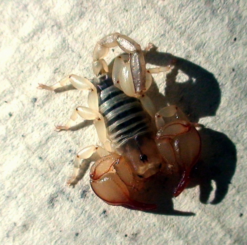 Euscorpius sp.