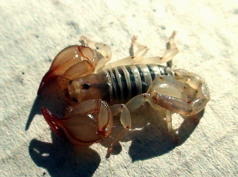 Euscorpius sp.