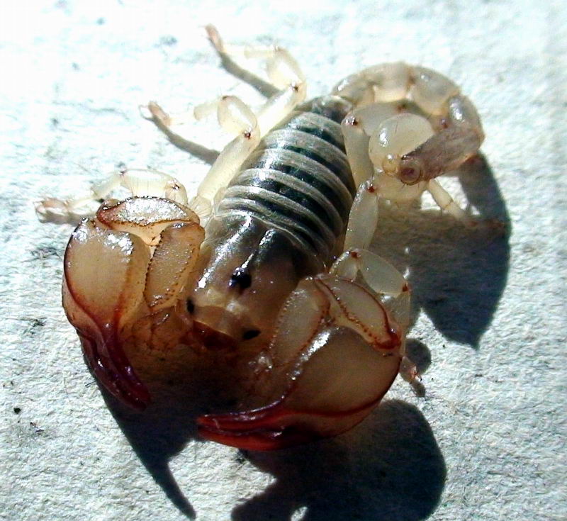 Euscorpius sp.