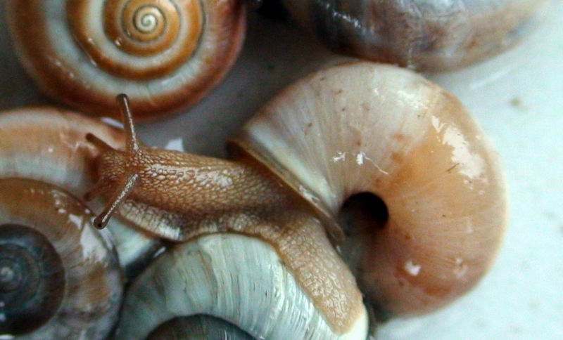 Colore del mollusco in Monacha del gruppo cantiana