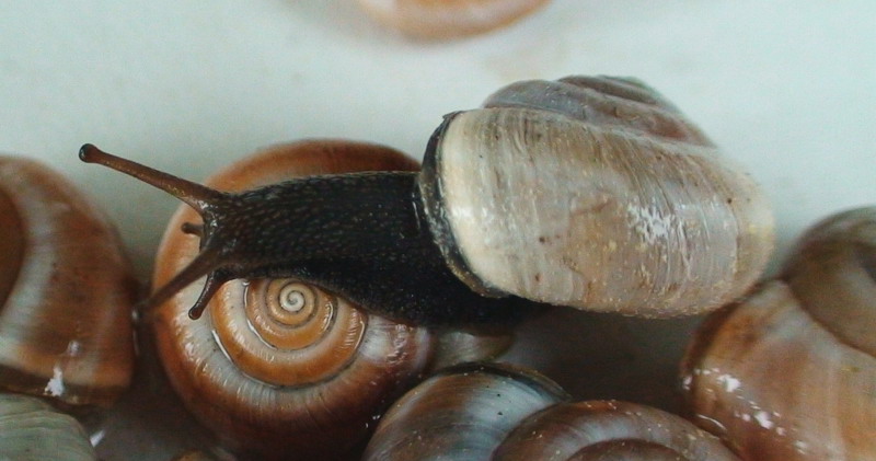 Colore del mollusco in Monacha del gruppo cantiana