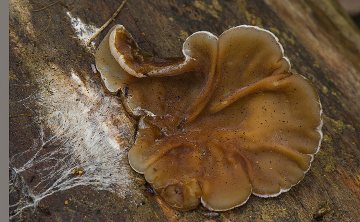 Auricularia mesenterica