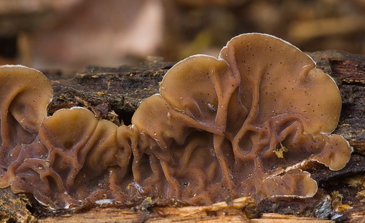 Auricularia mesenterica