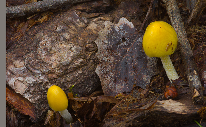 Bolbitius vitellinus