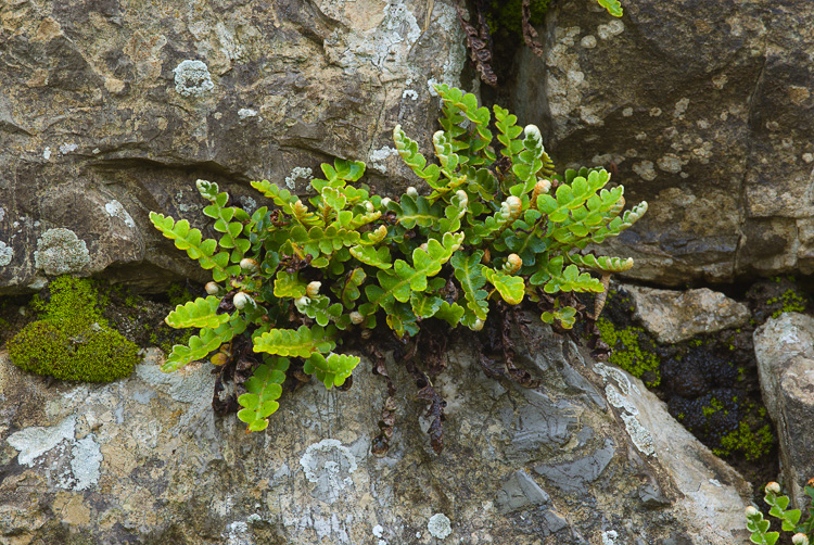 Candelariella auriella