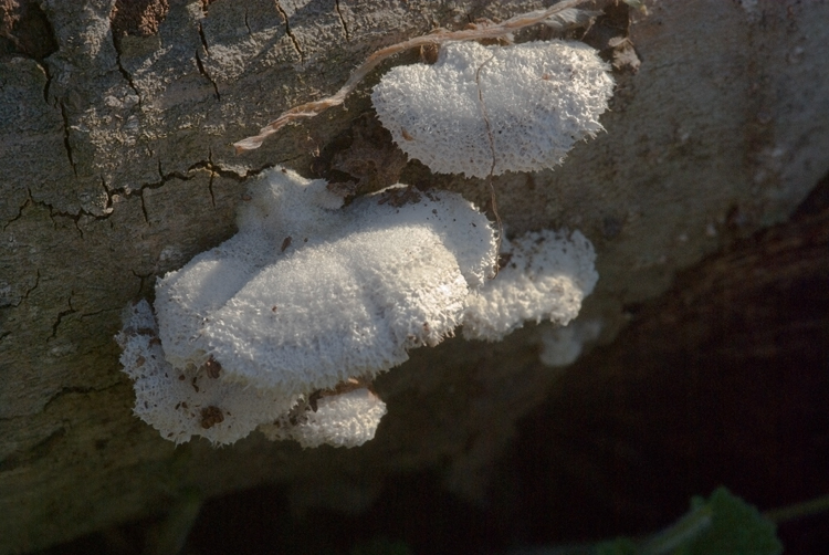 Schizophyllum commune