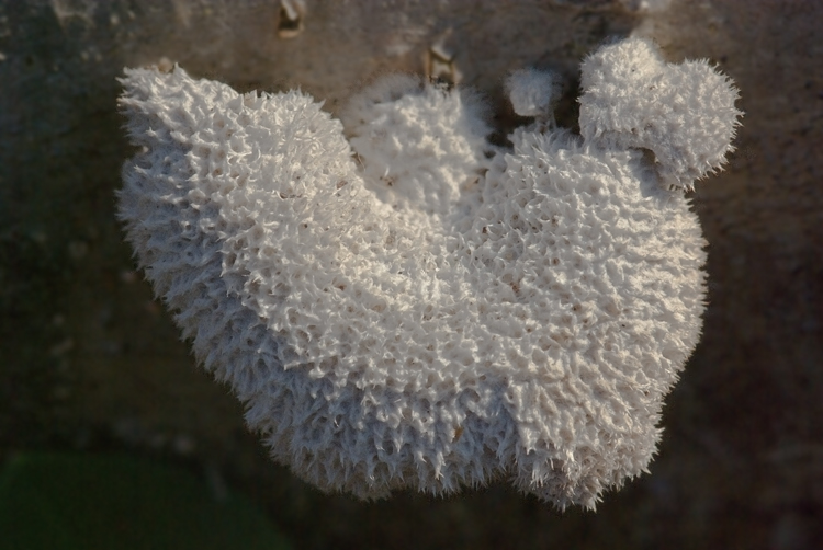 Schizophyllum commune