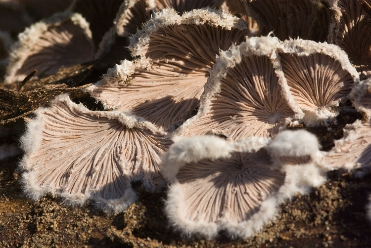 Schizophyllum commune