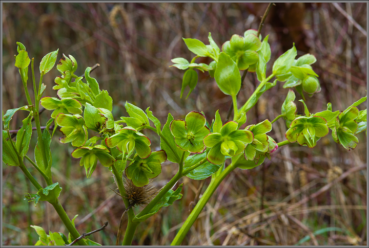 Helleborus foetidus / Elleboro puzzolente