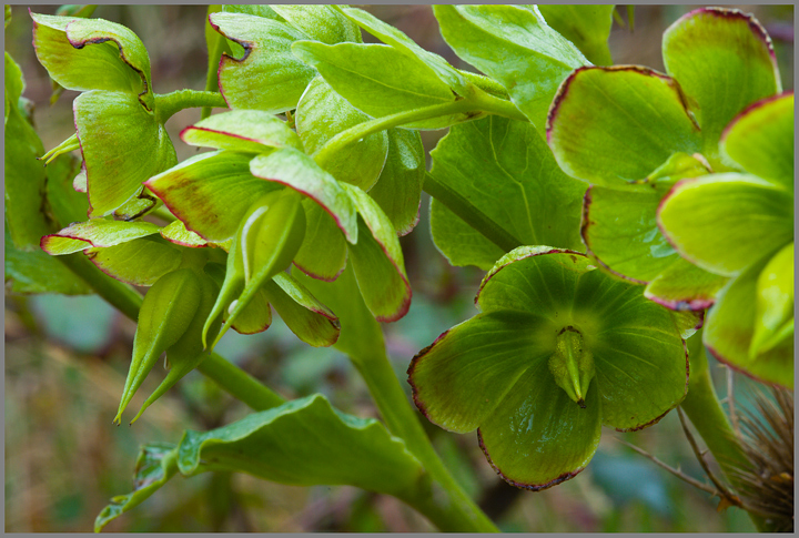 Helleborus foetidus / Elleboro puzzolente