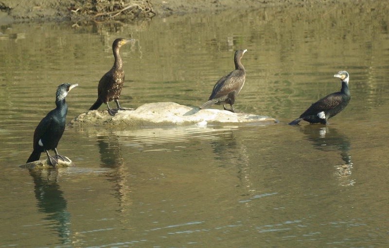 Cormorani in Arno alle Sieci (FI)