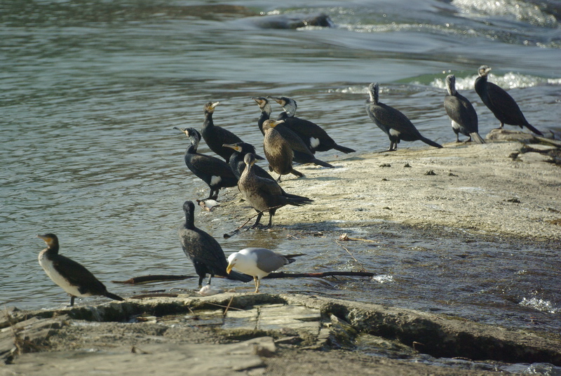 Cormorani in Arno alle Sieci (FI)