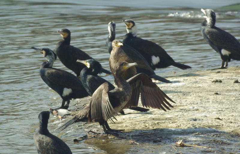 Cormorani in Arno alle Sieci (FI)