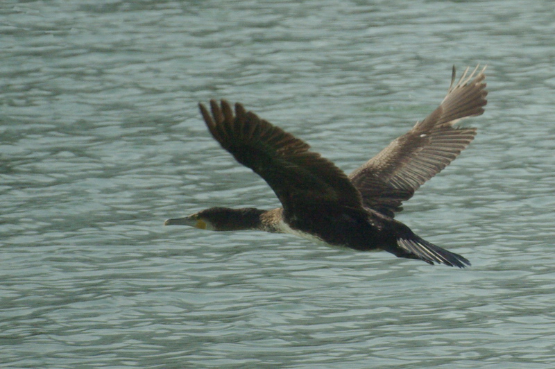 Cormorani in Arno alle Sieci (FI)