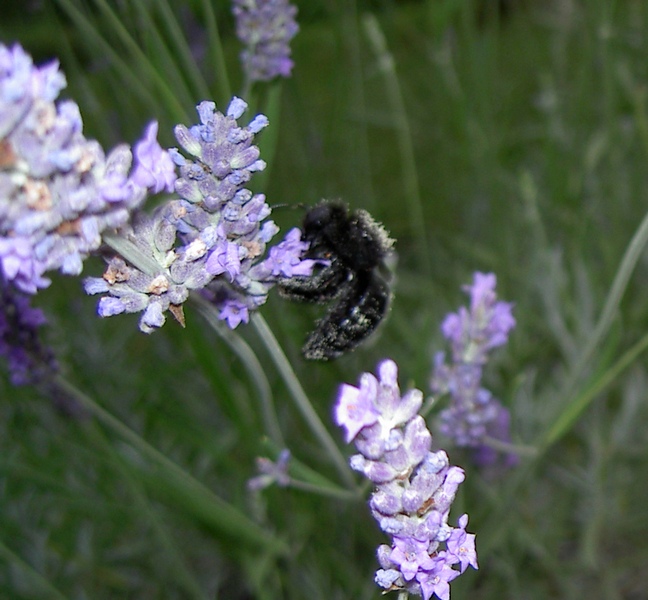 Xylocopa sp.