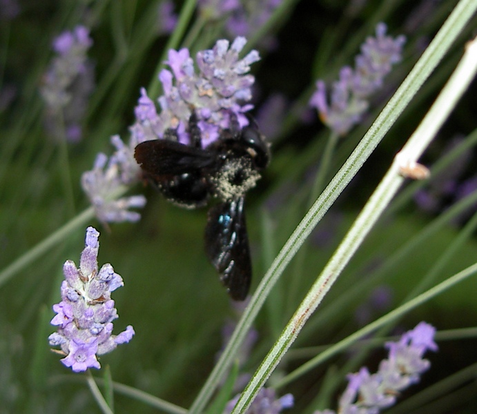 Xylocopa sp.