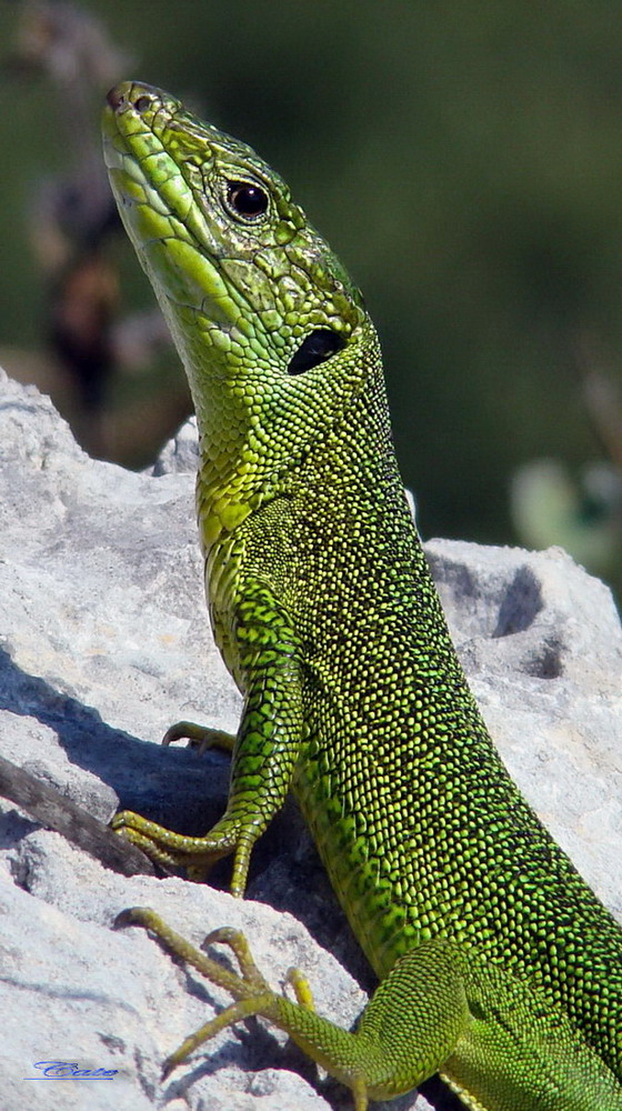 Lacerta Bilineata