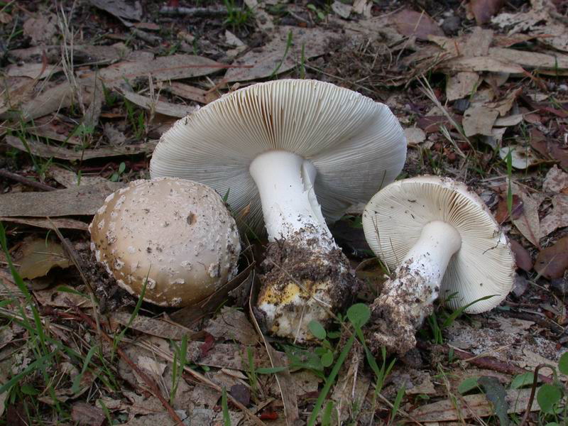 Amanita riproposta