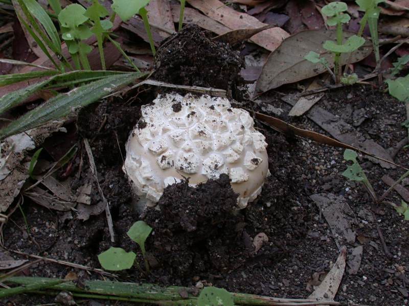 Amanita riproposta