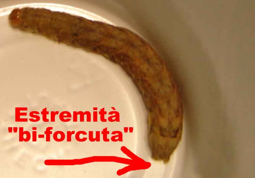 Bruco di Noctuidae da identificare