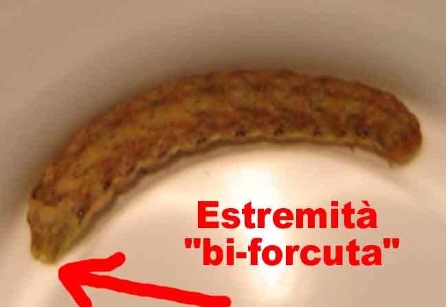 Bruco di Noctuidae da identificare