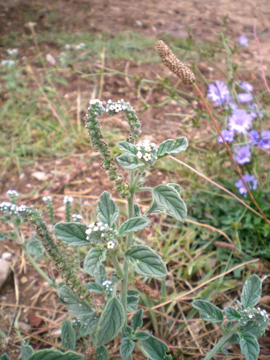 Heliotropium europaeum / Eliotropio selvatico