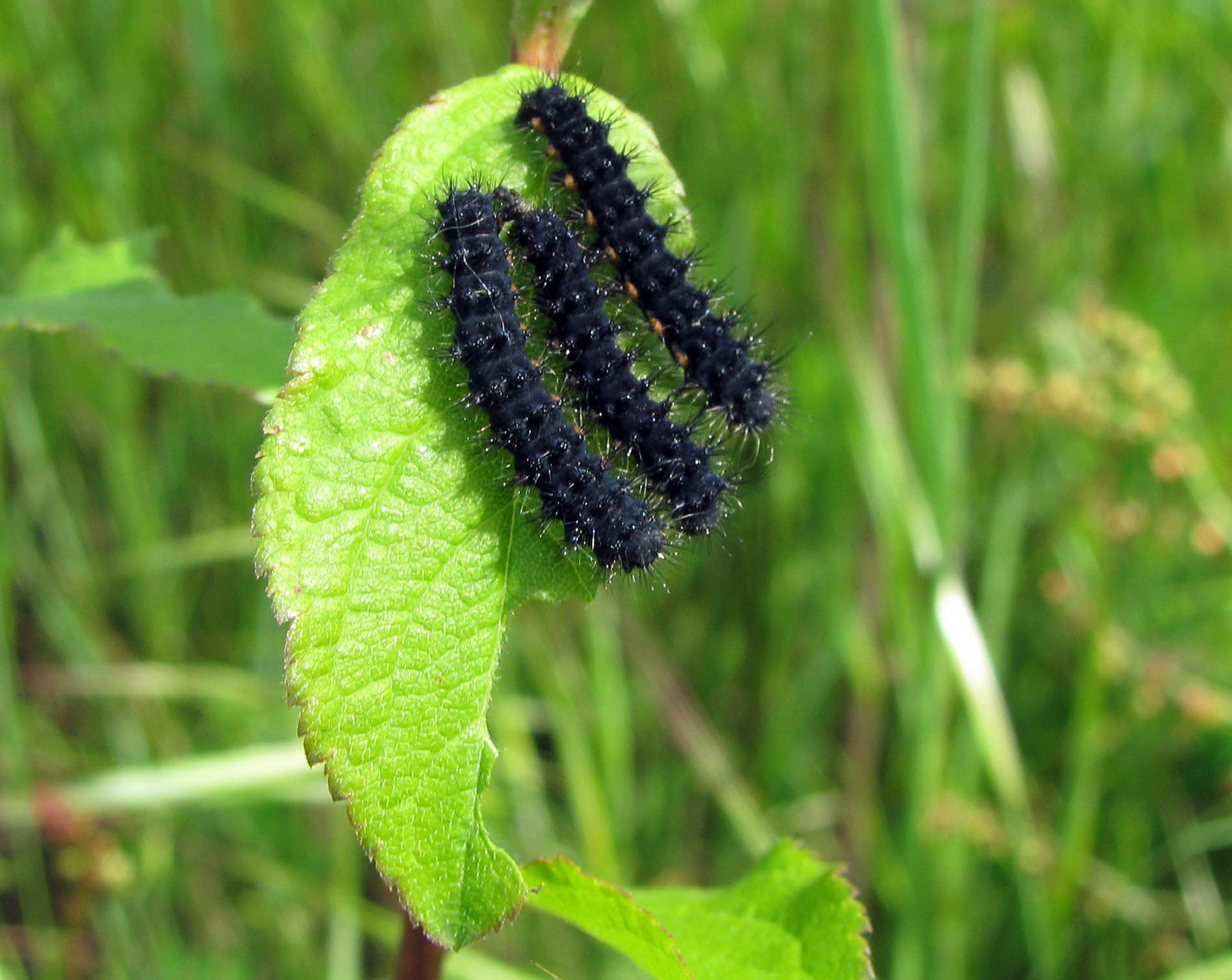 Saturnia (Eudia) pavoniella