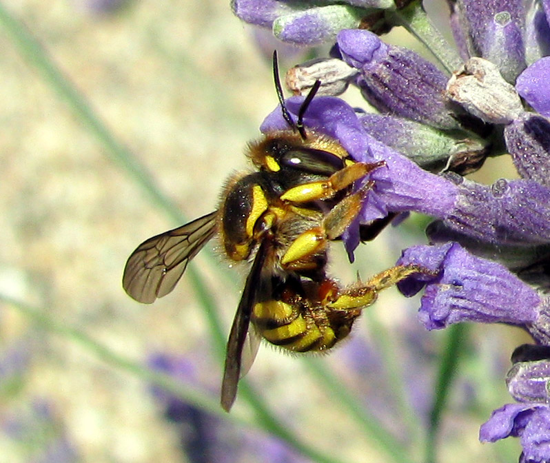 Anthidium sp. (Apidae Megachilinae)